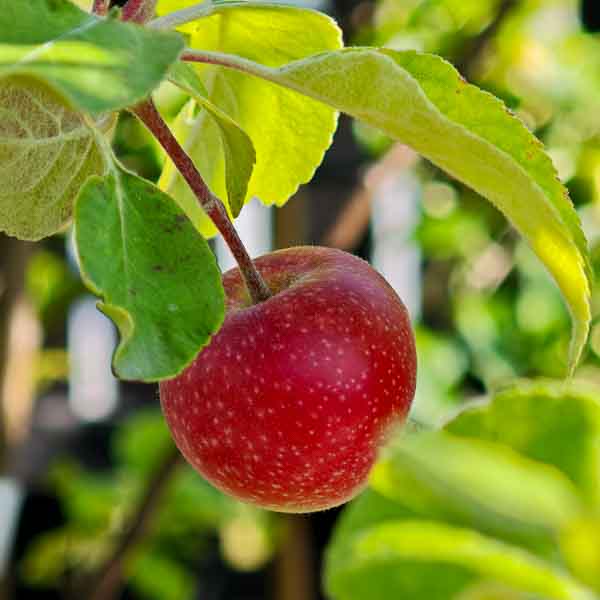 Err röd äppel bland sommargrön blad
