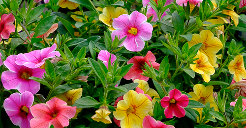 Ampel med hängande rosa, röda och gula millionbells (Calibrachoa) flowers.