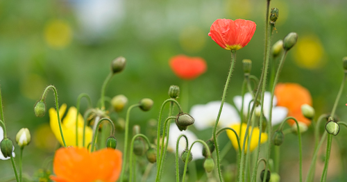 En närbild på vallmo blommor och knop