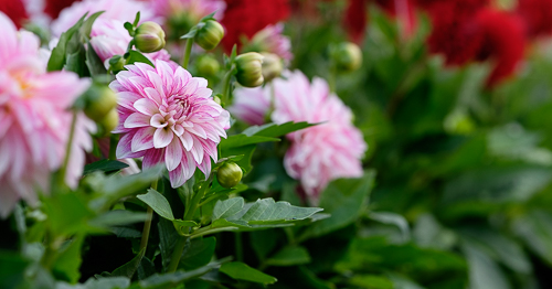 Dahlior. Möjligtvis 'Bonesta' i förgrund och 'Red Runner' i bakgrunden