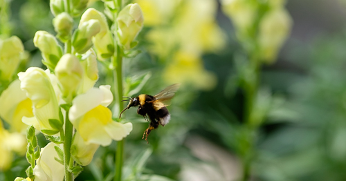 Ljusgul lejongap med besök från en nektar törstig bi
