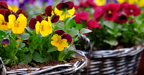 De 8 bästa frosttåliga vårblommorna för din trädgård