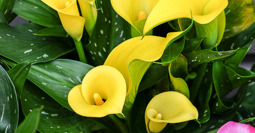 Semi-närbild på gula kalla.