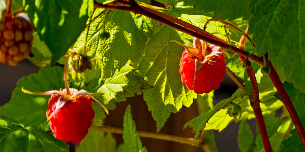 Hallon i hallonbuske