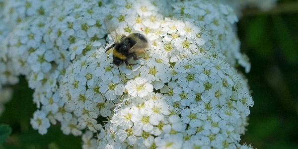 Närbild på en bee på en blommade höstaster