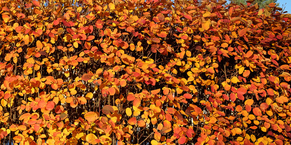 När bild på en avenbok häck