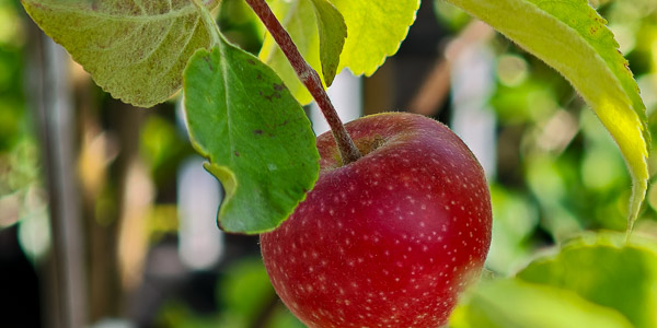 Närbild av en aroma äppel hängade i ett träd