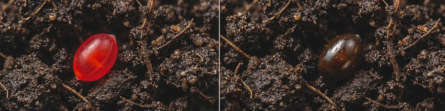 AI genererad bild på lövplattmask ägg