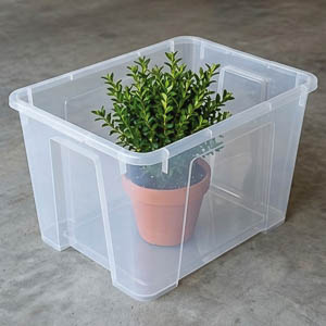 En växt i en plastbehållare.