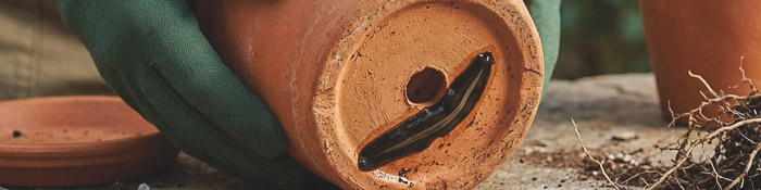 AI genererad bild av lövplattmasken under en kruka