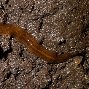 A licensed image of a 'lövplattmask'. From Wikipedia