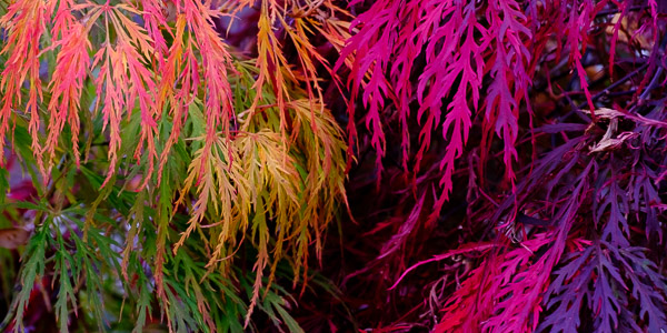När bild av flikbladiga japansk lönn blad med höstens färger