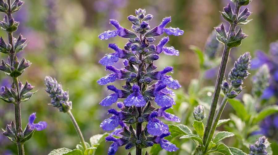 Daggsalvia Mjöldaggssalvia