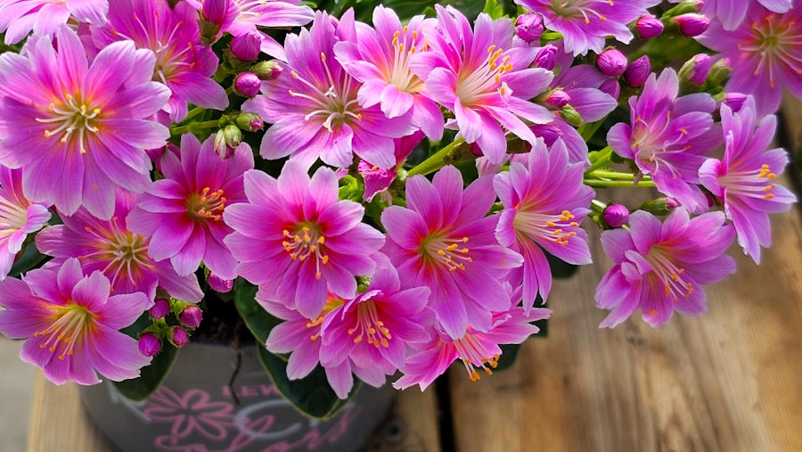 Lewisia Bitterblad