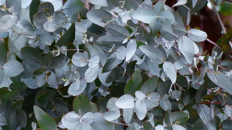 Eukalyptus ’Baby Blue’