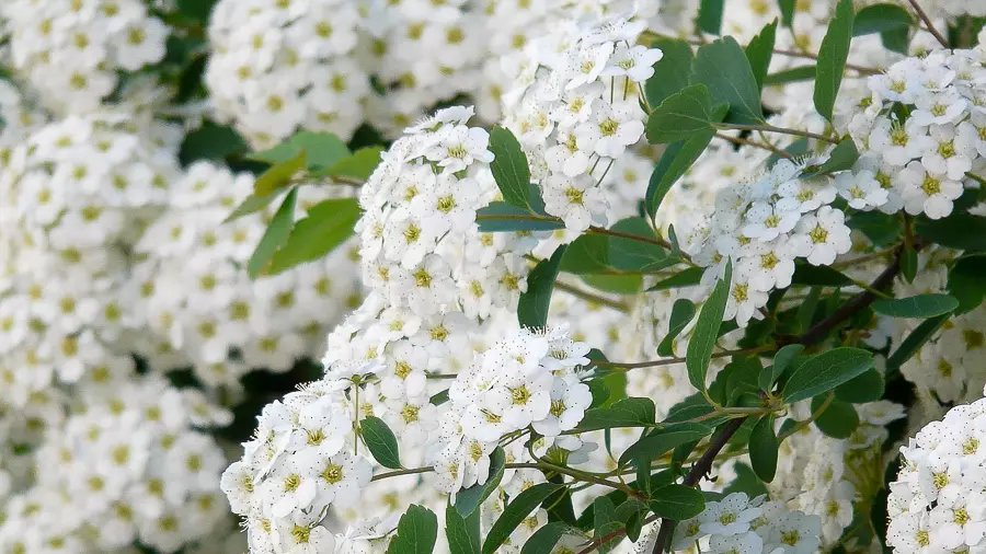Björkspirea ’Tor’