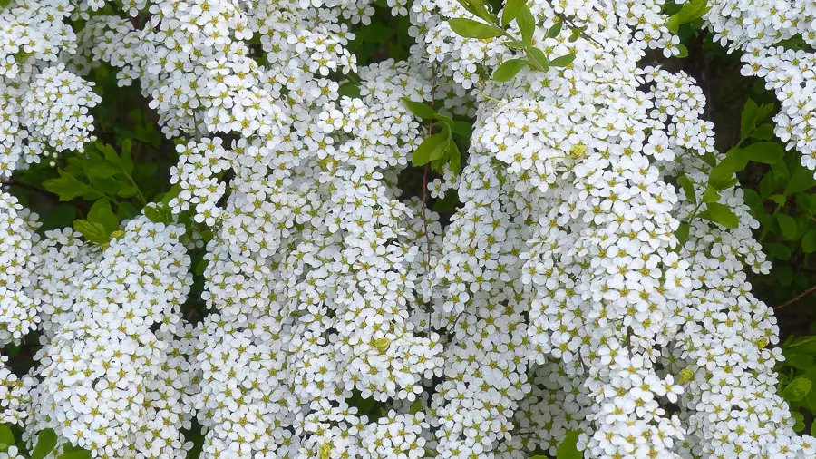 Askspirea ’Grefsheim’