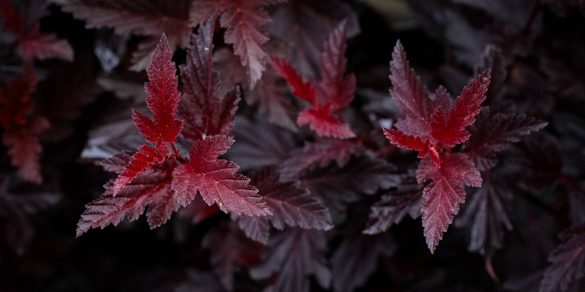 Smällspirea ’All Black’