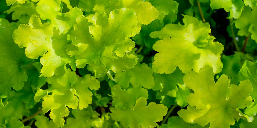 Alunrot ’Lime Marmalade’