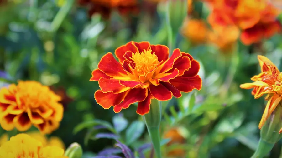 Tagetes