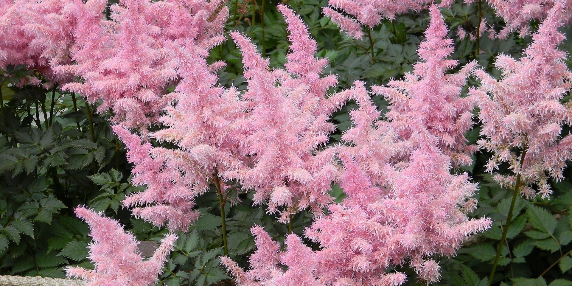 Astilbe