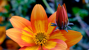 Bidens (Ampelskära)