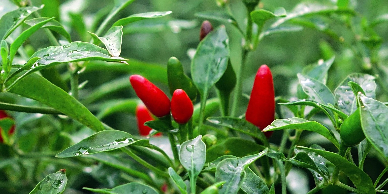 Chilli