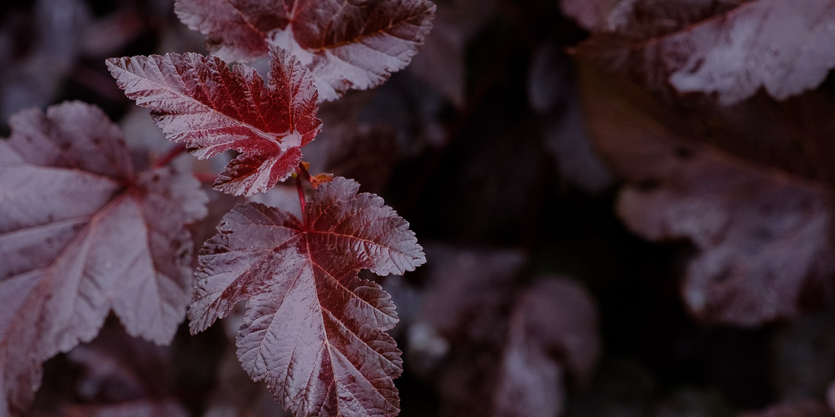 Smällspirea ’Diabolo’