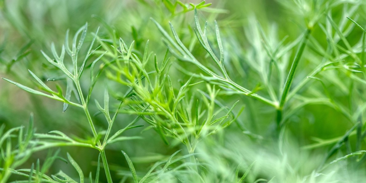 Dill