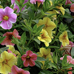 Småpetunia Million Bells