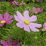 Rosenskära