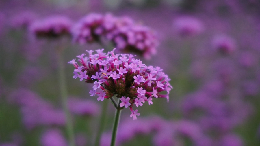 Verbena