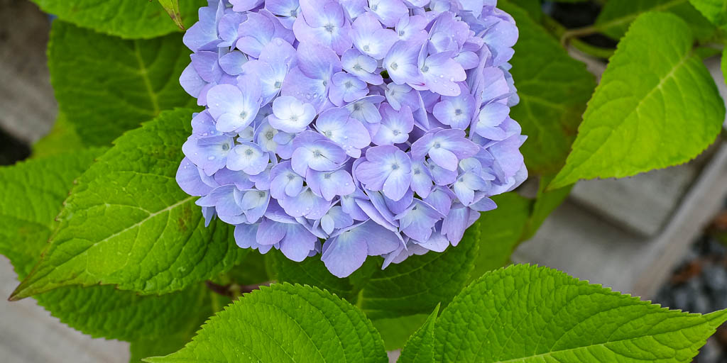 Hortensia ’Endless Summer’