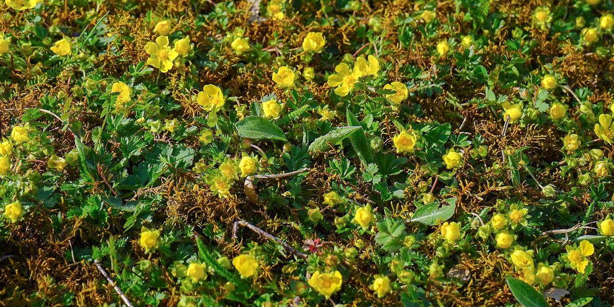 Gullgröna (Waldsteinia)
