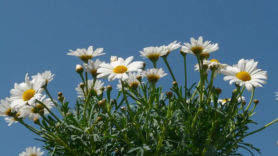 Margerit
