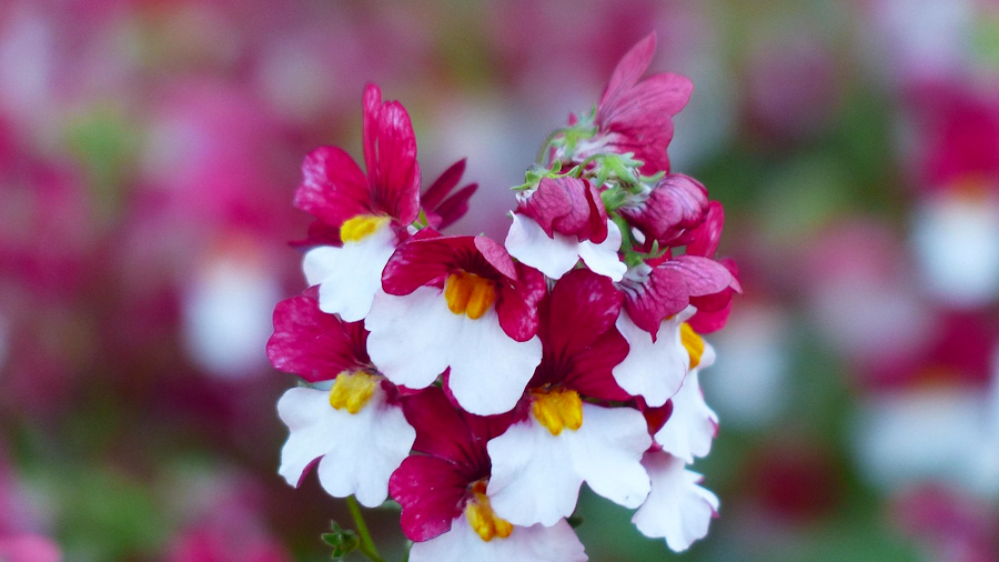 Nemesia ’Carnival’