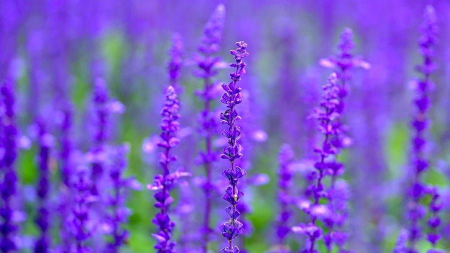 Salvia