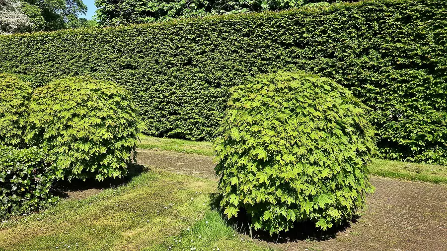 Klotthagtorn (Häckhagtorn)