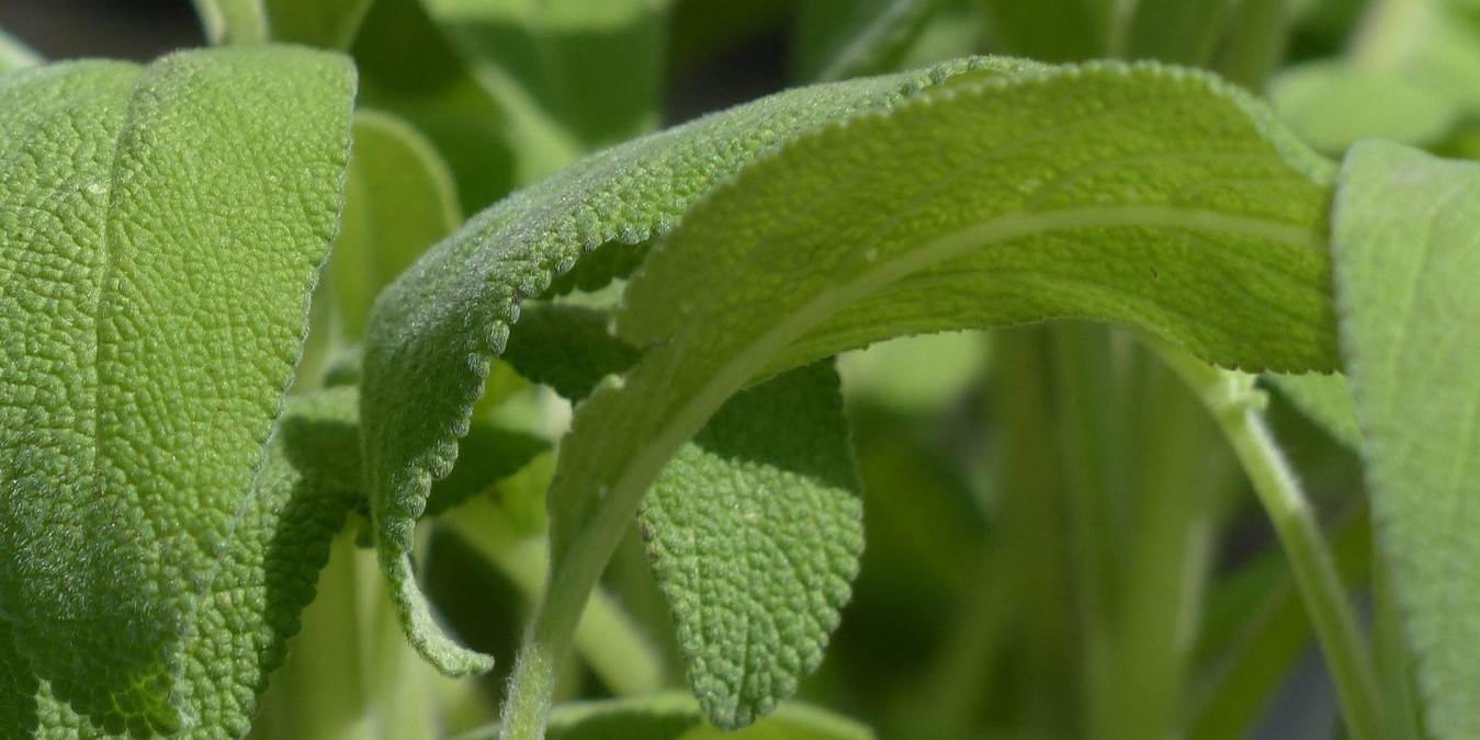 Kryddsalvia