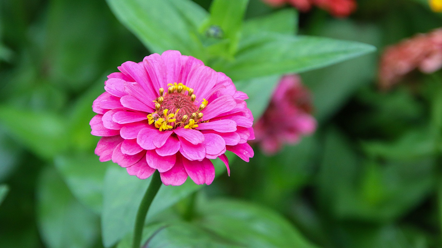 Zinnia