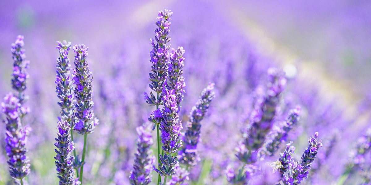 Äkta Lavendel