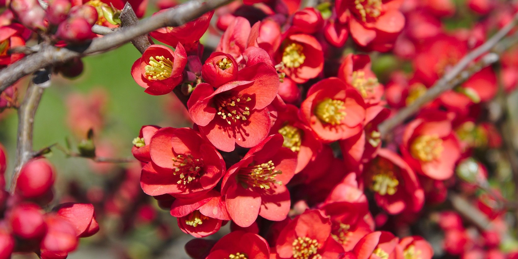 Liten rosenkvitten