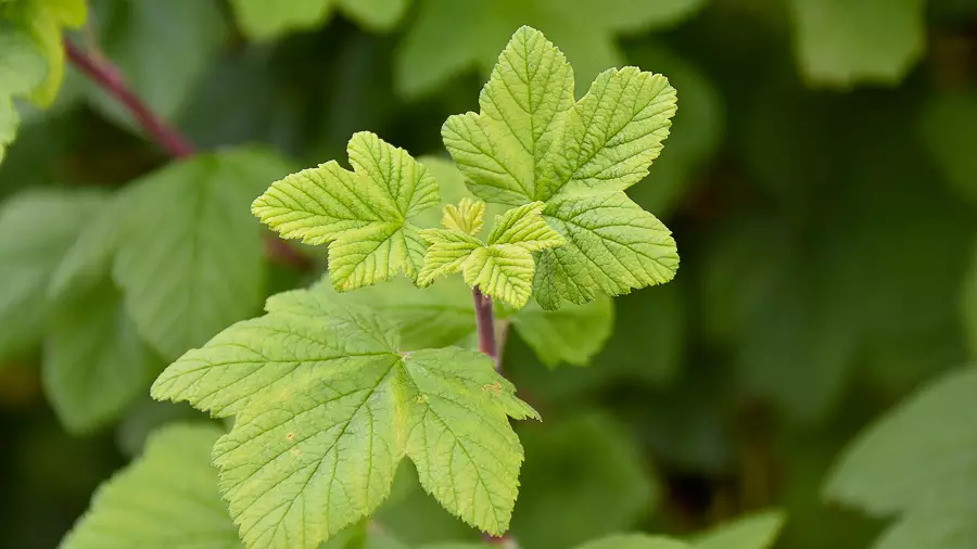 Måbär ’Schmidt’