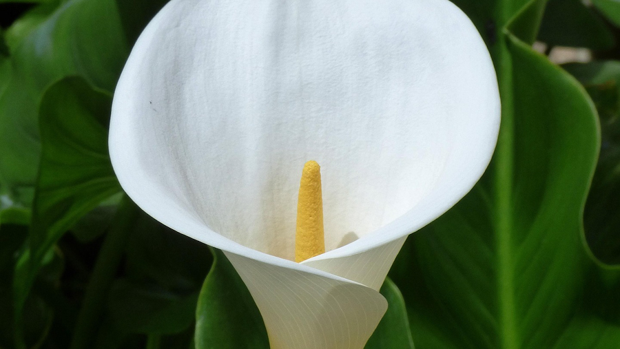 Kalla