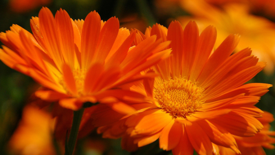 Gerbera (Afrikansk Daisy)
