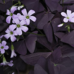 Lyckoklöver (Oxalis)