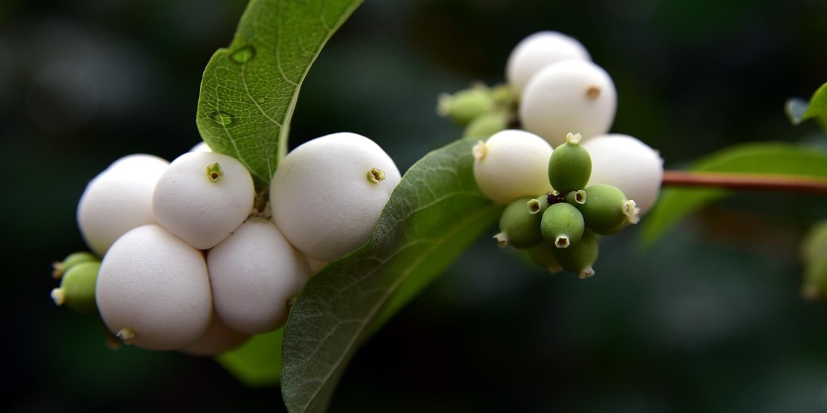 Doorenbos-Snöbär ’White Hedge’