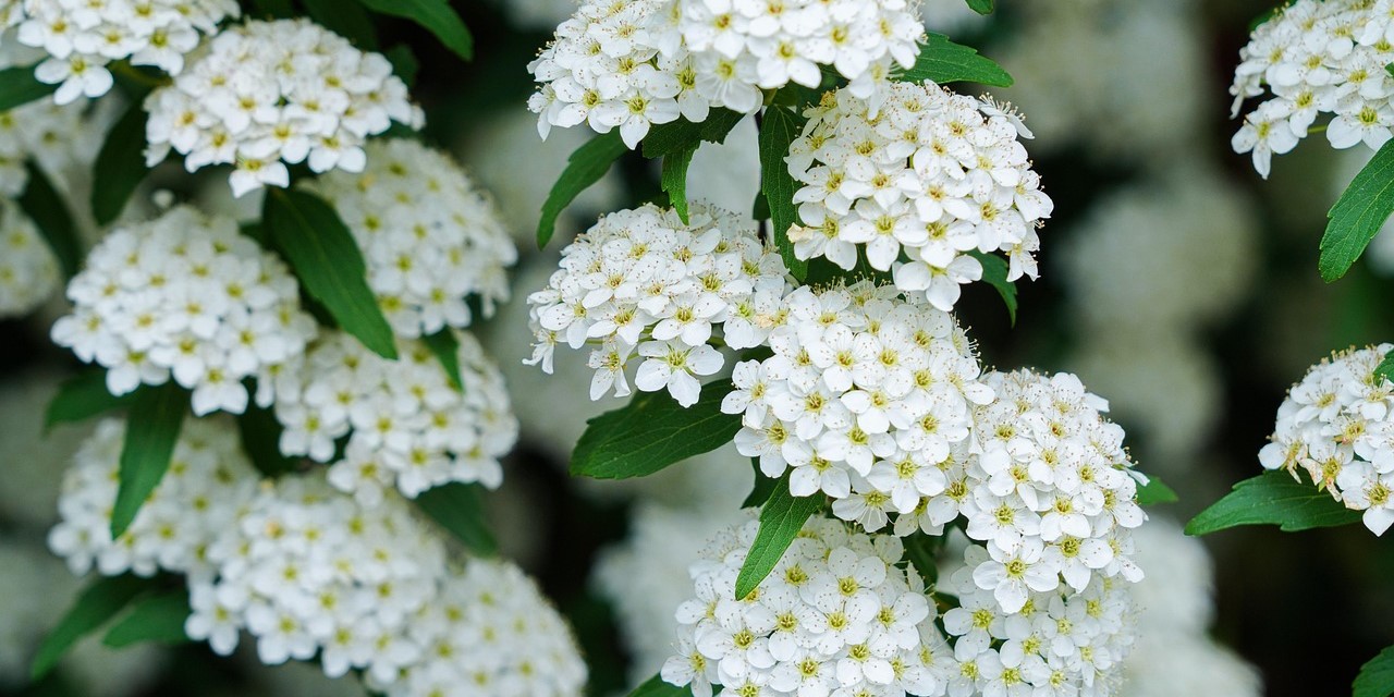 Björkspirea ’Tor’