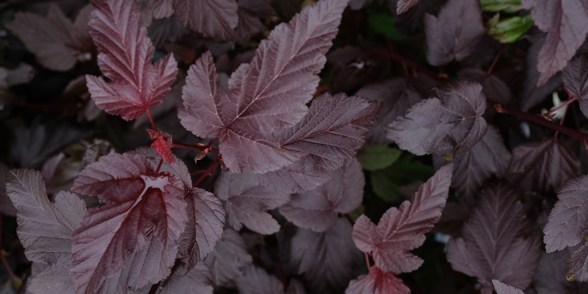 Smällspirea Summer Wine