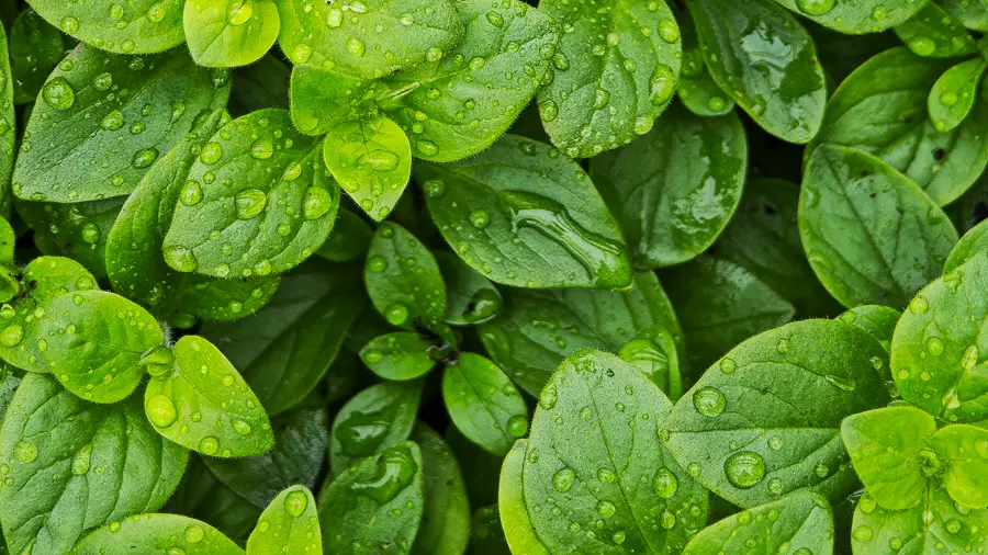 Coverbild för Ekmans Handelsträdgård. Ekmans i folkmun.